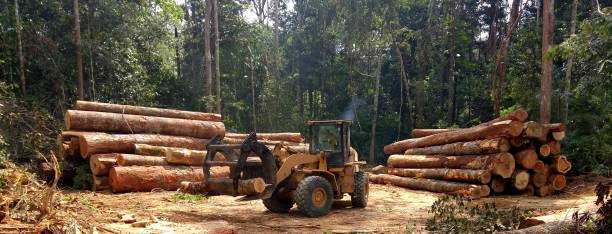 How Our Tree Care Process Works  in  Potosi, TX