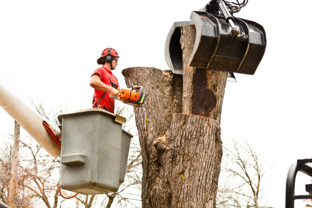 Potosi, TX Tree Removal Services Company